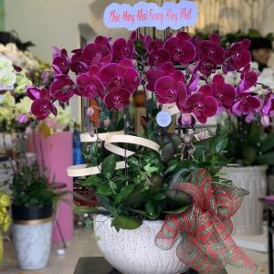 TLHD102 - Vẻ Đẹp Quyến Rũ