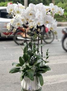 TLHD103 - Sự Thuần Khiết