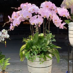 TLHD106 - Tình Yêu Đắm Say