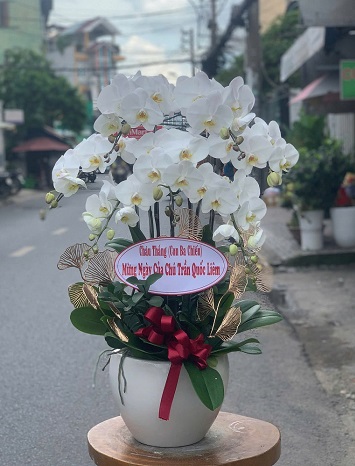 Chậu Lan Hồ Điệp